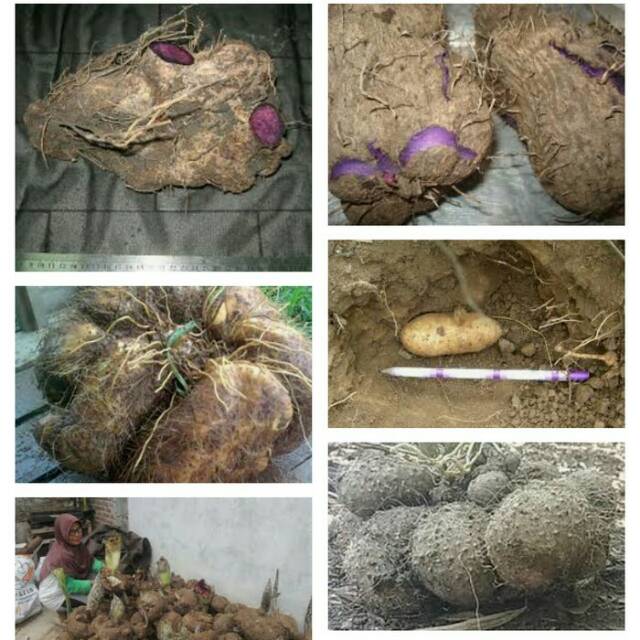 Uwi Ubi Uwi Tumbuhan Uwi Bibit Makanan Alami | Shopee Indonesia