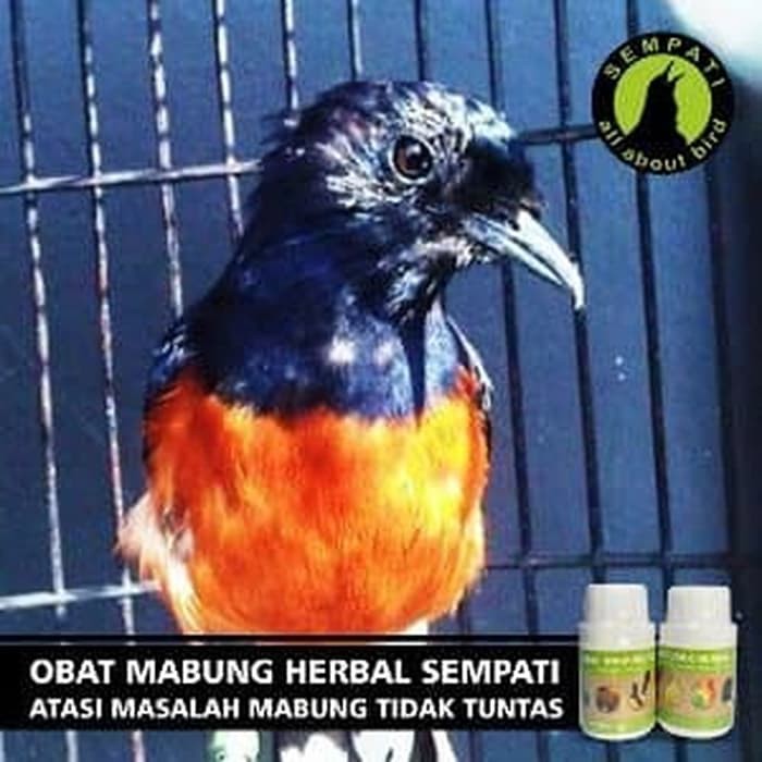 Jual Vitamin Burung Lovebird Love Bird OBAT MABUNG NGURAK HERBAL LUAR -  VB2872 Indonesia|Shopee Indonesia