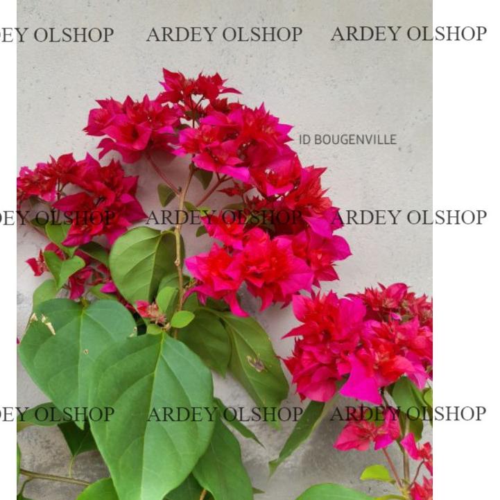 Bunga kertas tumpuk tanaman bougenville memiliki ketahan hidup yang kuat, tanaman ini akan rajin berbunga pada tempat yang mendapat paparan sinar matahari penuh dan minim air. Harga Bougenville Tumpuk Merah Terbaru Oktober 2021 Biggo Indonesia