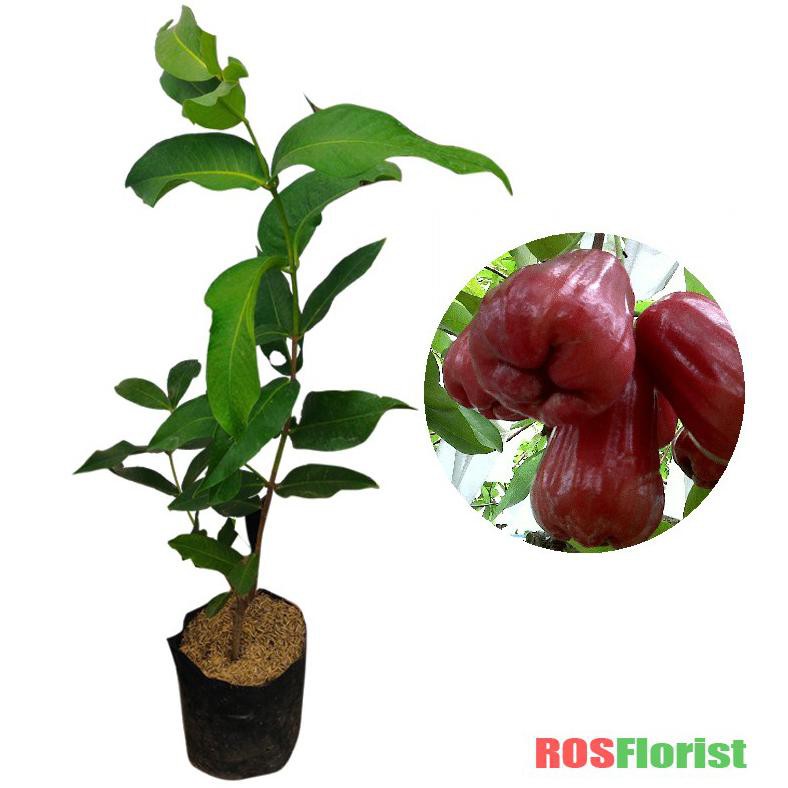 Pembahasan kali ini berisi tentang informasi gambar buah mulai dari sketsa ataupun kartun. H0re Tanaman Buah Jambu Air Citra Shopee Indonesia