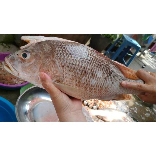• 1 ekor — kakap putih. Ikan Kakap Putih Besar Segar 1kg Shopee Indonesia