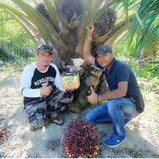 Permasalahan kebun sawit di gambut umumnya sawit doyong, banjir,. Jual Budidaya Kelapa Sawit Lahan Gambut Granule Dan Power Nutrisi Indonesia Shopee Indonesia