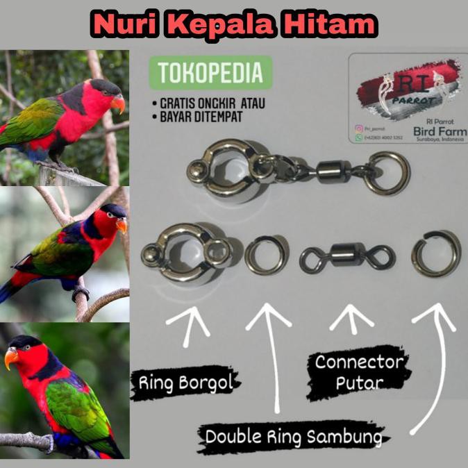 Harga Borgol Burung Nuri Kepala Hitam Terbaru Januari 2022 | Biggo Indonesia 674_X_674_jpg