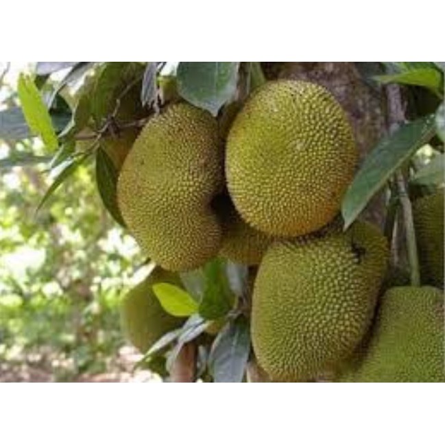 Bibit Nangka Celeng | Shopee Indonesia