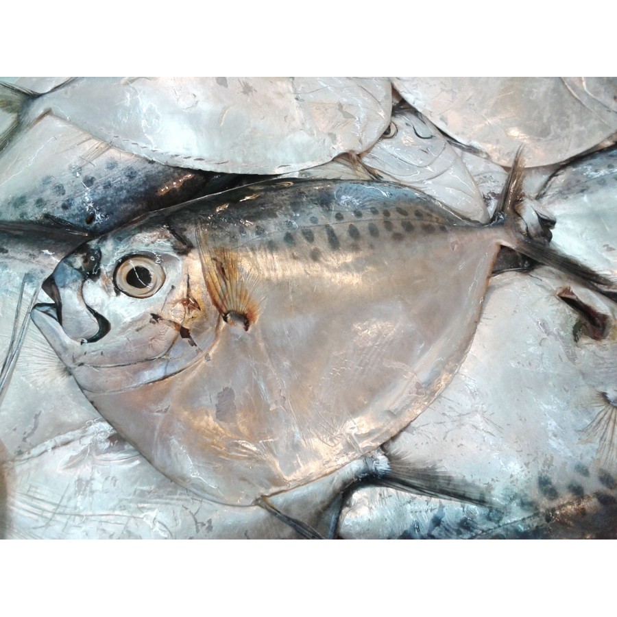 Resep masak ikan semar mix terong. Ikan Etem Segar Ikan Kantung Semar Fresh 1 Kg Shopee Indonesia