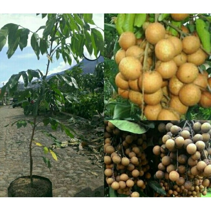 Bibit klengkeng kristal pohon tanaman lengkeng kelengkeng okulasi. Jual Bibit Kelengkeng New Kristal Indonesia Shopee Indonesia