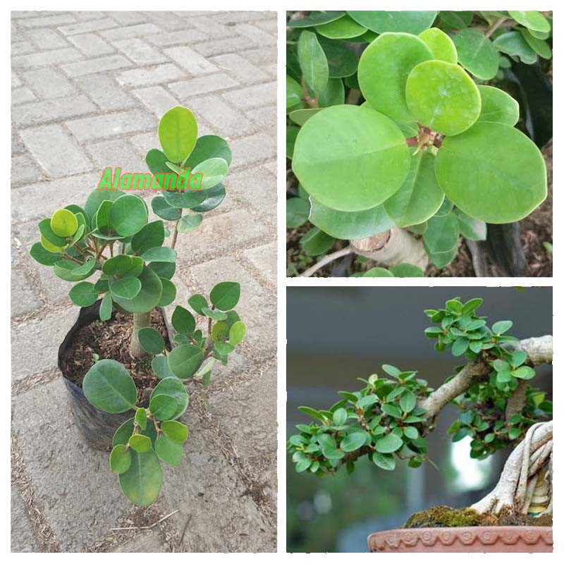 Tanaman Hias Beringin Dolar | Shopee Indonesia