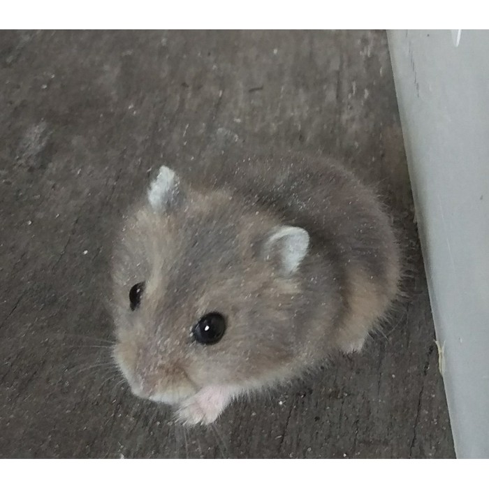 Promo hamster winter white sapphire / blue argente /tiger Murah | Shopee  Indonesia