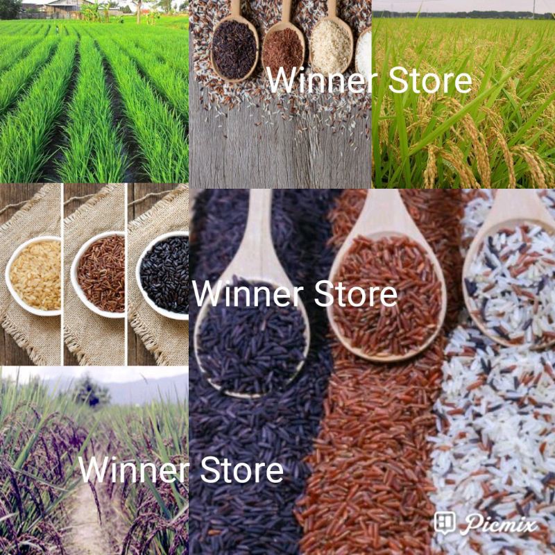 200 oryza sativa black white brown rice gabah padi merah hitam putih gogo  huma beras coklat mix biji | Lazada Indonesia