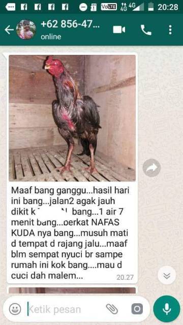 Jual DOPING HERBAL NAFAS KUDA NK DOPING TETES AYAM 20ml AMPUH  Indonesia|Shopee Indonesia