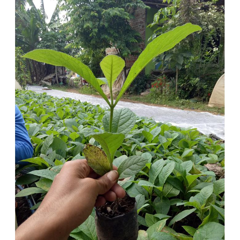 Paling Dicari 10 Bibit Pohon Kayu Jati Mas Unggul ,,.. | Shopee Indonesia