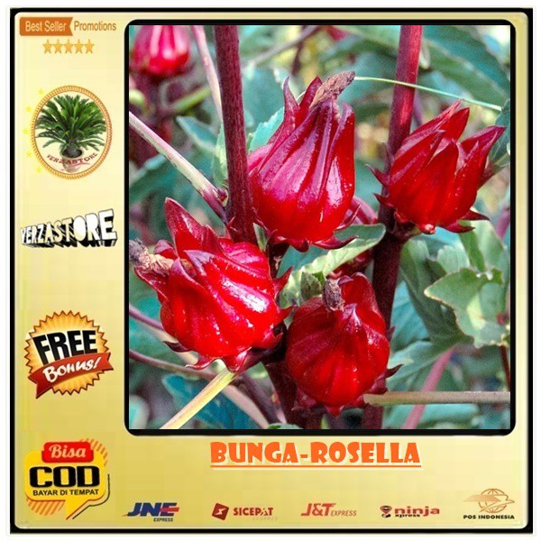 Jual biji benih teh/bunga-rosella / 15 biji Indonesia|Shopee Indonesia