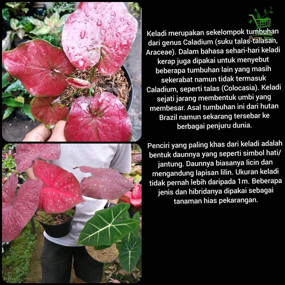 Jika kamu tertarik untuk merawat tanaman hias ini, kenali dahulu . pozie: Pohon Talas Merah