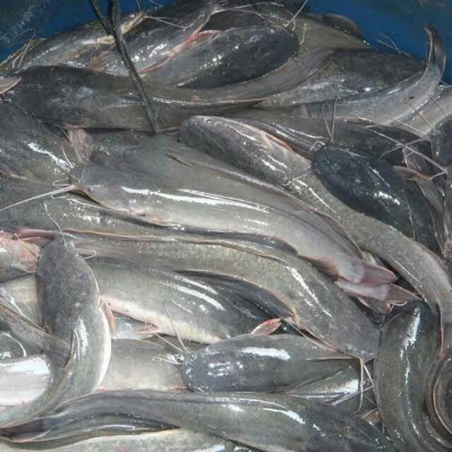 Jual Jual ikan lele segar ukuran konsumsi. Isi 9-10 ekor per kg  Indonesia|Shopee Indonesia