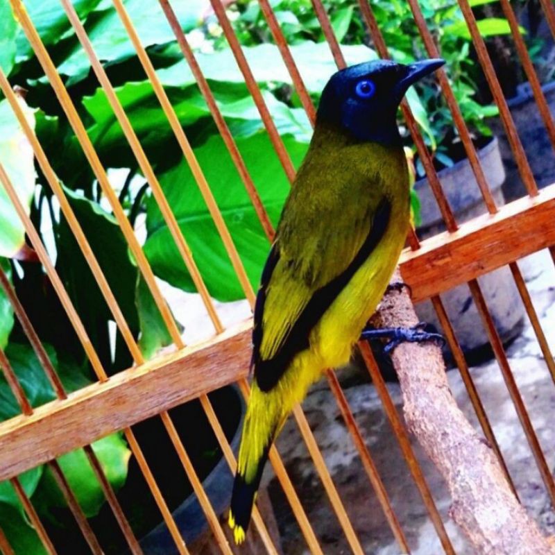 Burung kutilang sutra gacorr full jantan burung ajah (burja) voer total dapatkan penawaran menarik di . Burung Kutilang Sutra Makassar Shopee Indonesia