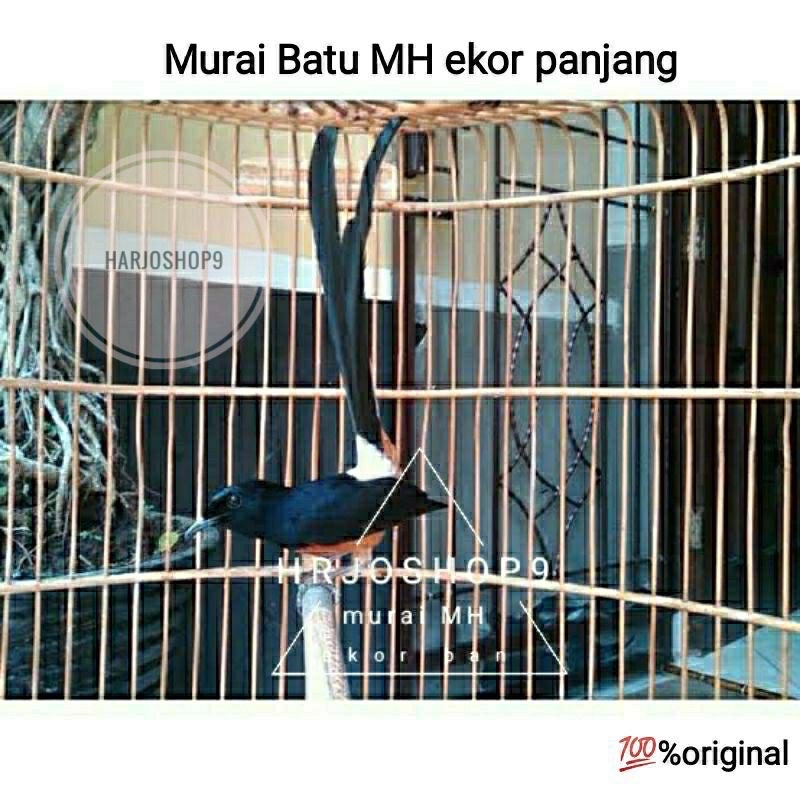 Sabang, aceh dan juga murai medan setiap burung memiliki harga yang cukup beragam. Harga Murai Batu Ekor Panjang Terbaru November 2021 Biggo Indonesia