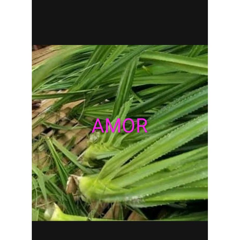 Mengagumkan ulet pada gigi yang sakit keluar hanya dengan daun pandan duri dan air. Jual Daun Pandan Duri Daun Pandan Daun Pudak Indonesia Shopee Indonesia