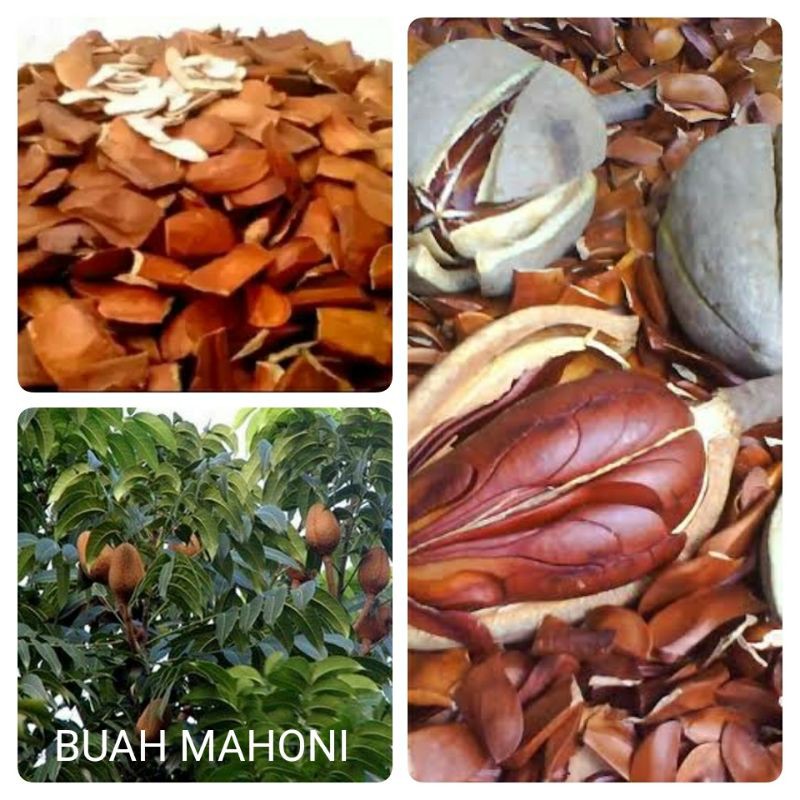 Pohon mahoni termasuk dalam jenis pohon yang berbuah dan berbiji. Jual Buah Biji Mahoni Obat Herbal Indonesia Shopee Indonesia