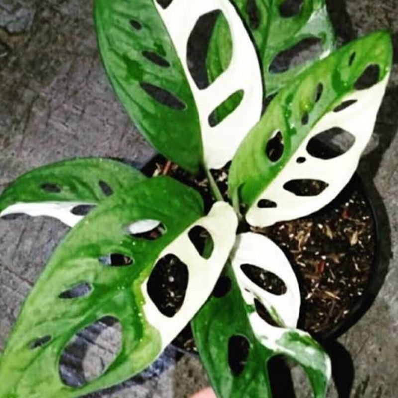 Deskripsi janda bolong variegata mewah kondisi subur akar bagus. Promo 2bonggol Janda Bolong Varigata Shopee Indonesia