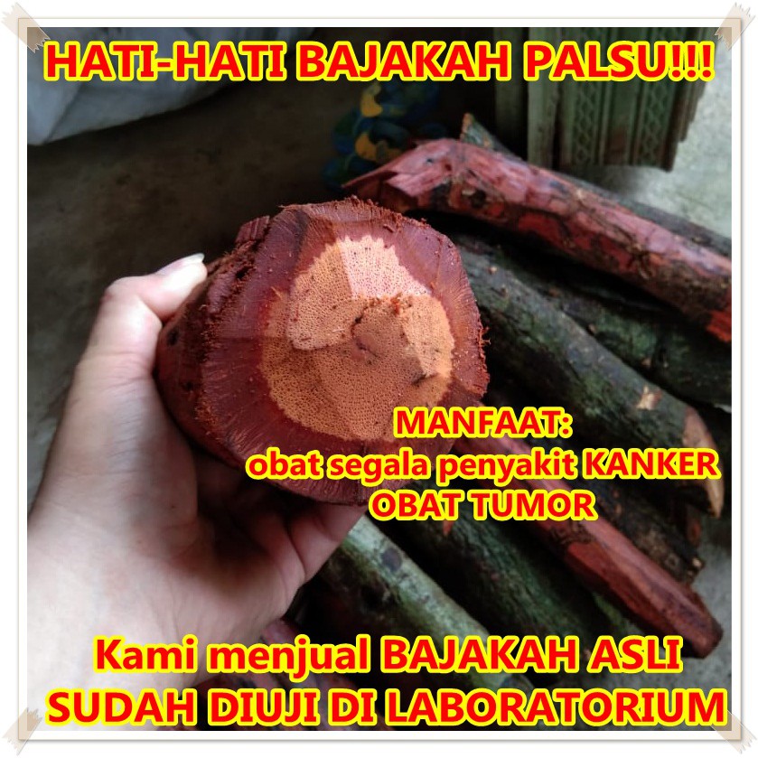 Menurunkan risiko penyakit kanker · 3. Kayu Bajakah Asli Original 1kg Obat Herbal Resmi Asli Kalimantan Obat Kanker Payudara Tumor Ampuh Shopee Indonesia