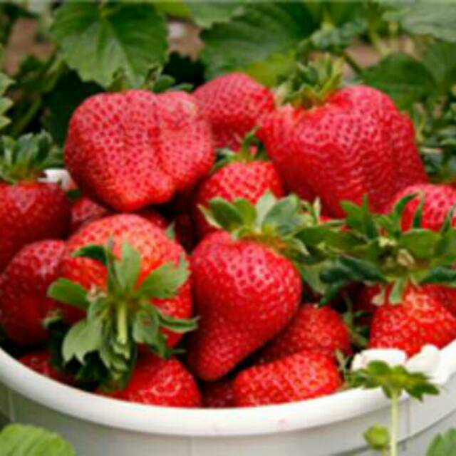 Aplikasi benzyl amino purin (bap) terhadap pertumbuhan dan produksi stroberi (fragaria x ananassa var duchesne) dari sumber bibit yang berbeda. Jual Bibit Buah Strawberry Indonesia Shopee Indonesia