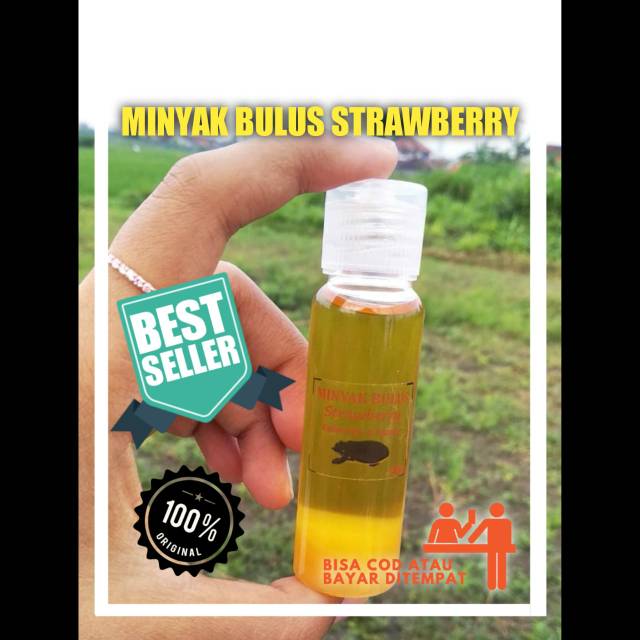 Tak ada salahnya untuk menambah . Minyak Bulus Strawberry 30ml Shopee Indonesia