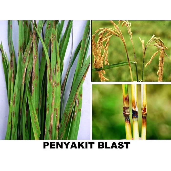 Penyakit hawar daun atau dikenal juga dengan nama kresek merupakan suatu penyakit tanaman yang disebabkan oleh bakteri dan jamur patogen. Pestisida Biologi Obat Anti Penyakit Kresek Dan Sundep Pada Padi Shopee Indonesia