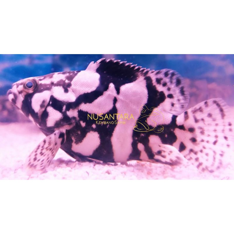 Ikan kerapu Air tawar (FW) SortBody , baca deskripsi kak | Shopee Indonesia