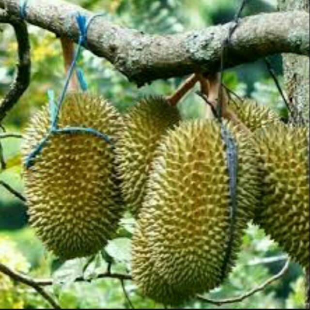 Jual BIBIT Durian PETRUK original asli jepara Indonesia|Shopee Indonesia