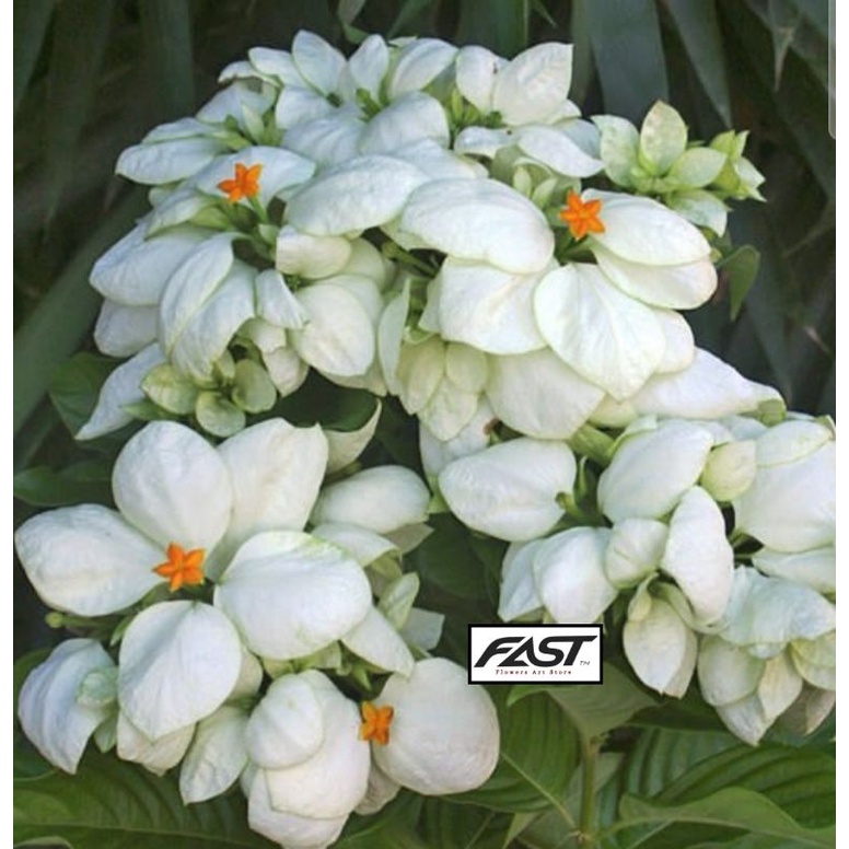 Jual [Flowers.art] Tanaman Bunga Nusa Indah Putih - Bibit Bunga Nusa Indah Putih Indonesia|Shopee Indonesia 776_X_776_jpg