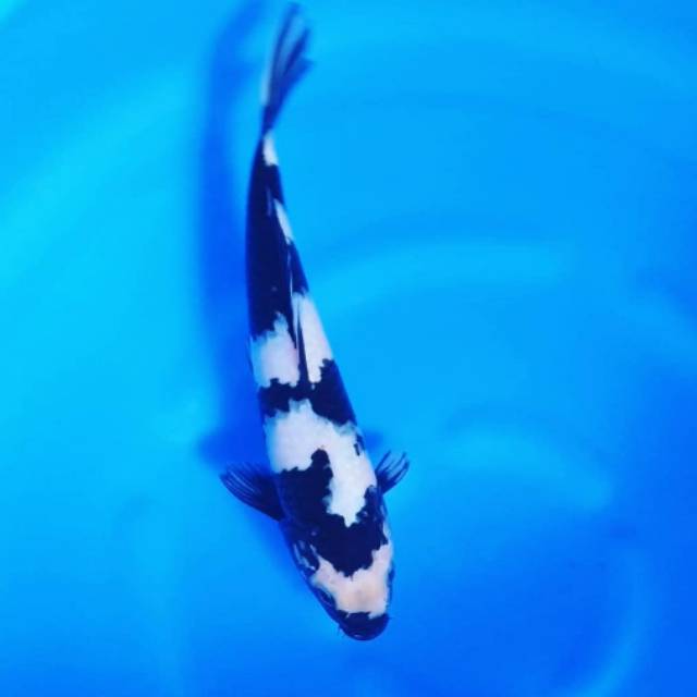 1st bupati garut cup young koi show 2021. Jual Ikan Koi Show Quality Indonesia Shopee Indonesia