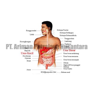 1), 2), 3) dan 4) b. Model Penampang Sistem Pencernaan Manusia Digestive Human System Shopee Indonesia