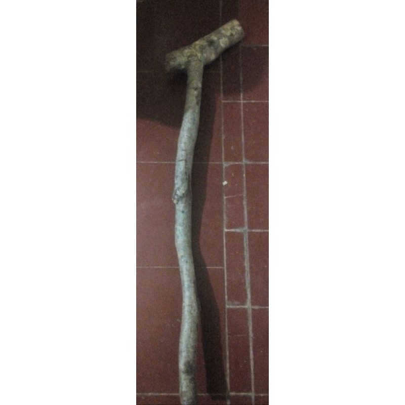 Mitos kayu kaboa sancang, miliki keajaiban mistis yang luar biasa! Kayu Kaboa Sancang Asli 10cm Shopee Indonesia