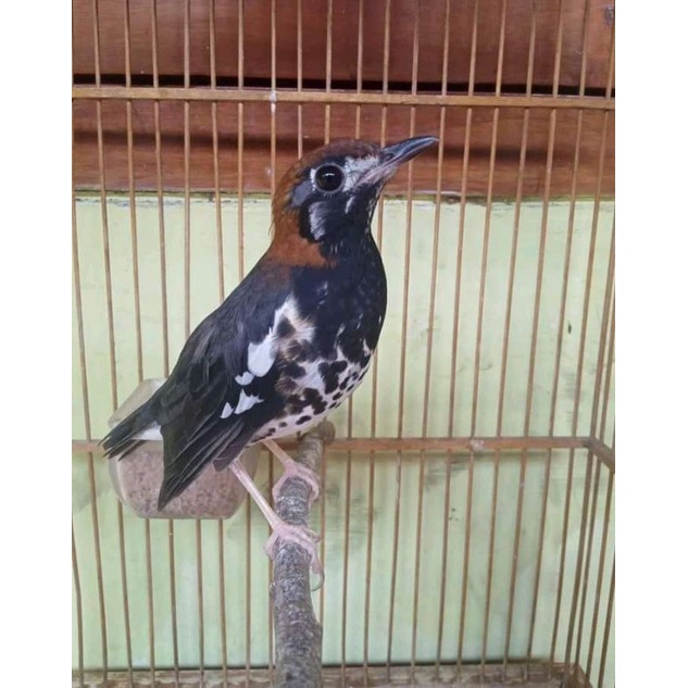 Jual Burung Anis Kembang Jantan Pilihan Indonesia|Shopee Indonesia 633_X_633_jpg