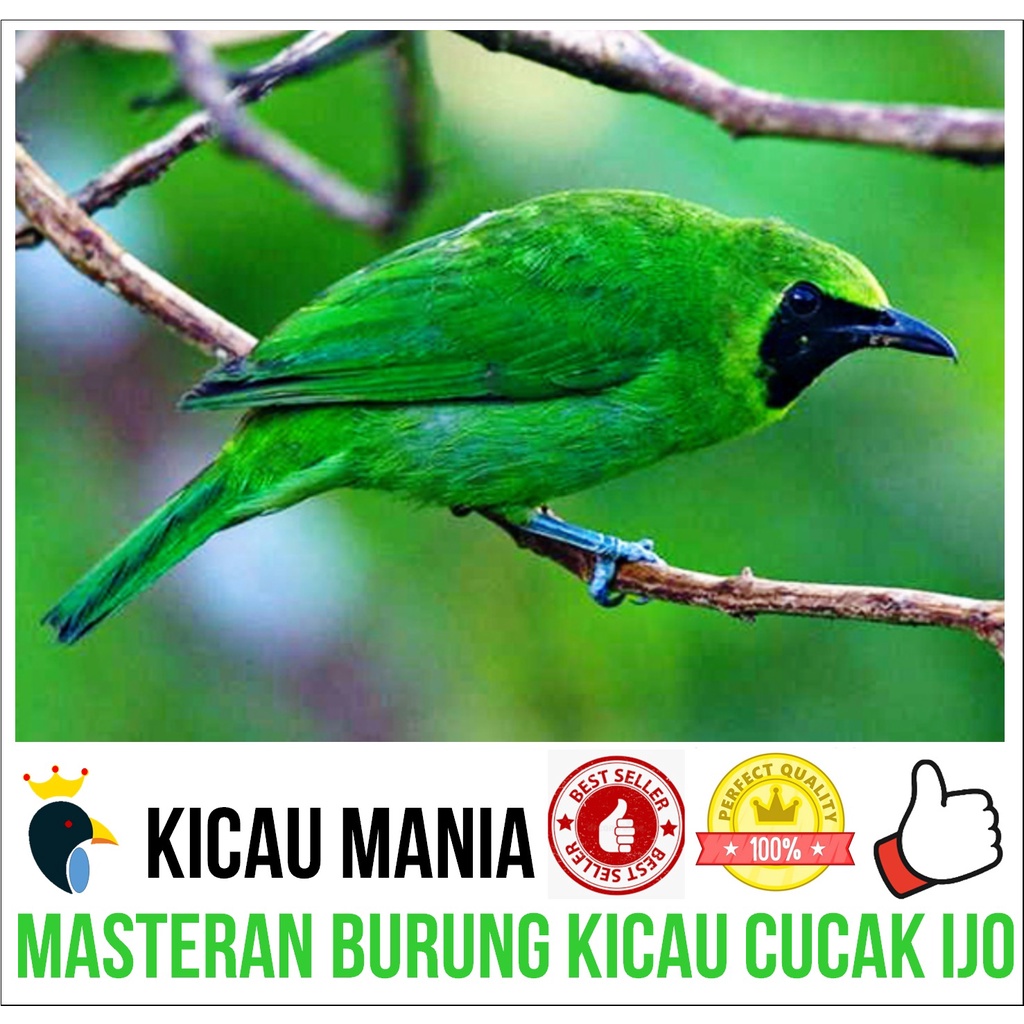 Harga murah di lapak allthings mart. Harga Cucak Ijo Terbaru September 2021 Biggo Indonesia