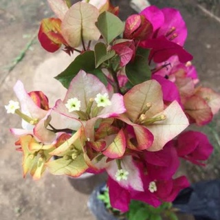 Bibit bunga bougenville 2 warna/ bougenville. Bougenville Citra India Harga Terbaik Oktober 2021 Shopee Indonesia