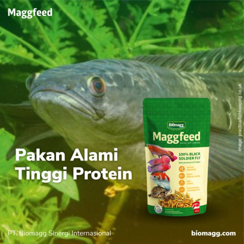 Cacing sutra merupakan pakan alami bagi larva ikan yang mudah dicerna dengan kandungan. Pakan Pelet Ikan Gabus Channa Oscar Malabar Maggfeed Shopee Indonesia