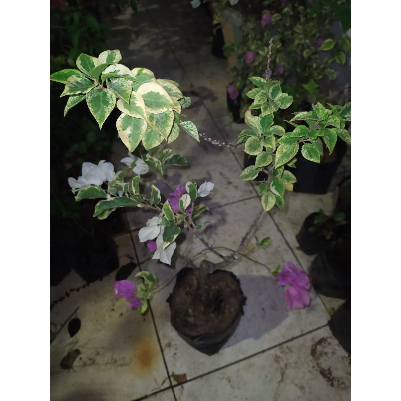 Aster menjadi salah satu tanaman bunga yang banyak ditanam karena kemampuannya yang mudah tumbuh. Bunga Bugenvil Bougenville Bunga Kertas Sambungan Varigata 3 Warna Id Shopee Indonesia