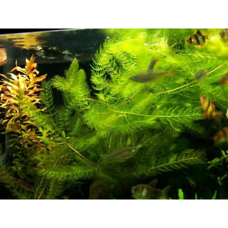 Harga Ganggang Air Tawar Terbaru Oktober 2021 | BigGo Indonesia