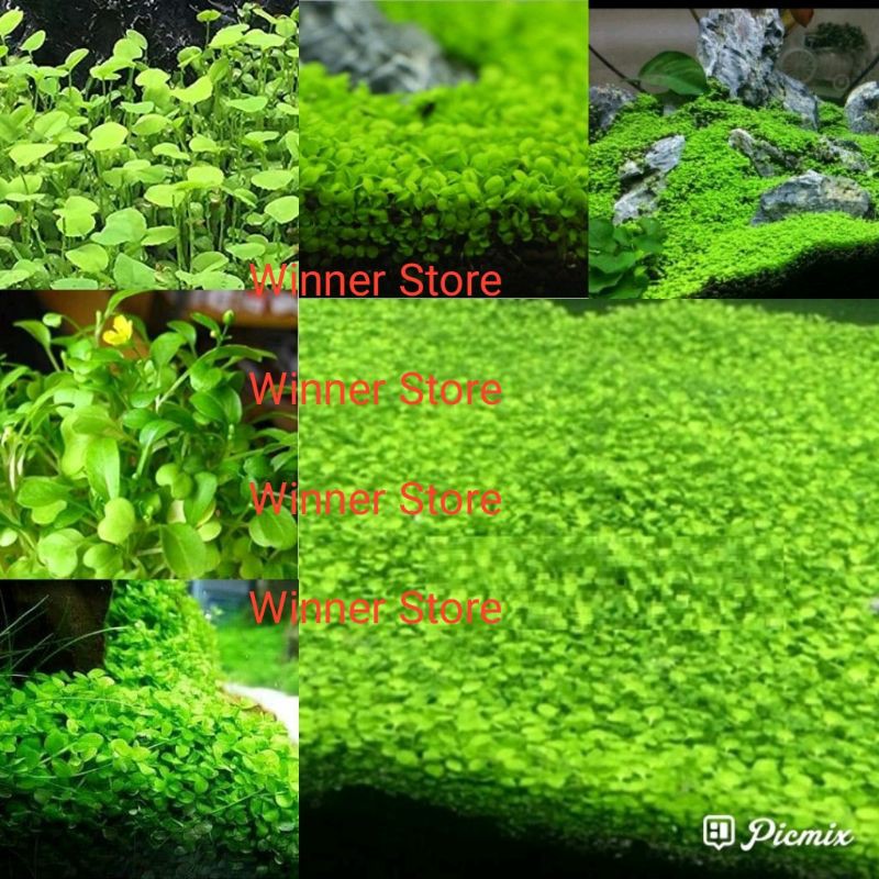 Here's what you should kn. 30 Butir Biji Benih Love Leaf Grass Carpet Aquascape Plant Aquarium Cinta Rumput Daun Shopee Indonesia