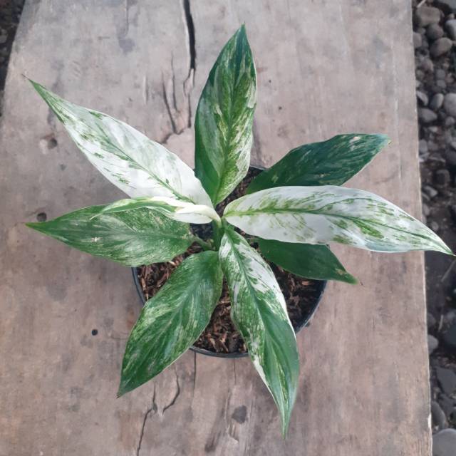 Peace lily tidak termasuk dalam anggota lilium spp. Tanaman Hias Sepatu Filum Varigata Shopee Indonesia