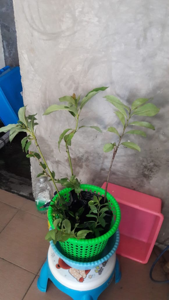 Cara tanam daun kesum / plant a kesum tree · how to grow mint in plastic bottles with water at home · fish day · tanam pokok buah bidara dalam . Jual Bibit Alpukat Non Biji Indonesia Shopee Indonesia