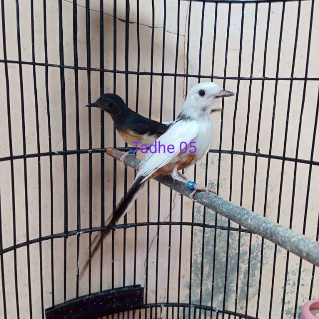 Beli murai albino online aman garansi shopee. Murai Trah Split Albino Shopee Indonesia