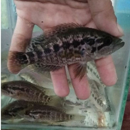 ikan jaguar cichlid / ikan kerapu air tawar, predator ikan hias,  Parachromismanaguensis.. | Shopee Indonesia