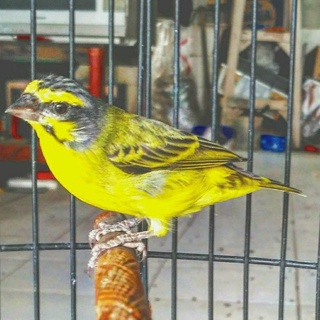 Jual Burung Mozambik Ori Afrika Jantan Rajin Indonesia|Shopee Indonesia 320_X_320_jpg