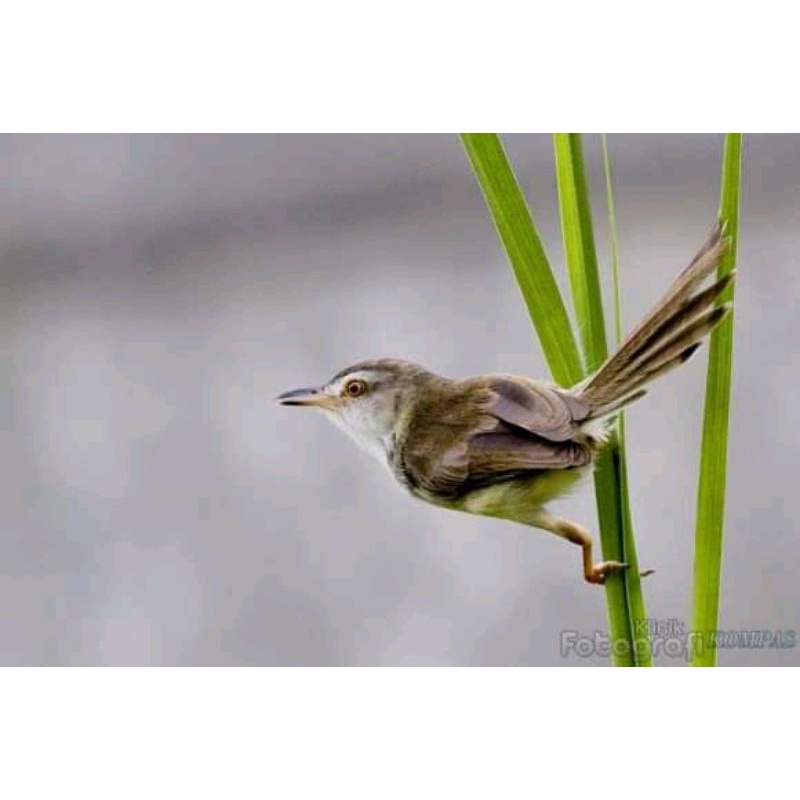 Harga Ciblek Sawah Terbaru Januari 2022 | Biggo Indonesia 800_X_800_jpg