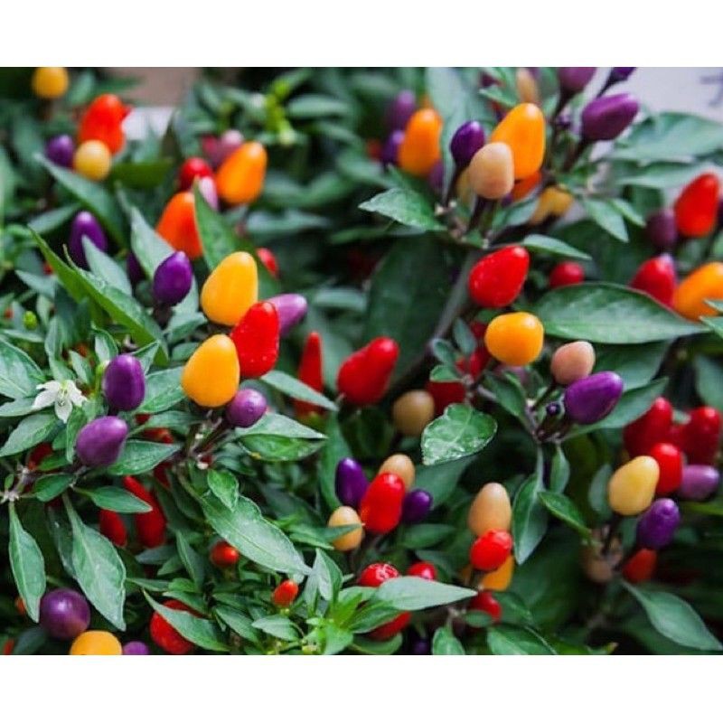 Tanaman Cabe/cabai pelangi, cabe hitam, cabe ungu, cabe rawit, tomat  krismil | Shopee Indonesia