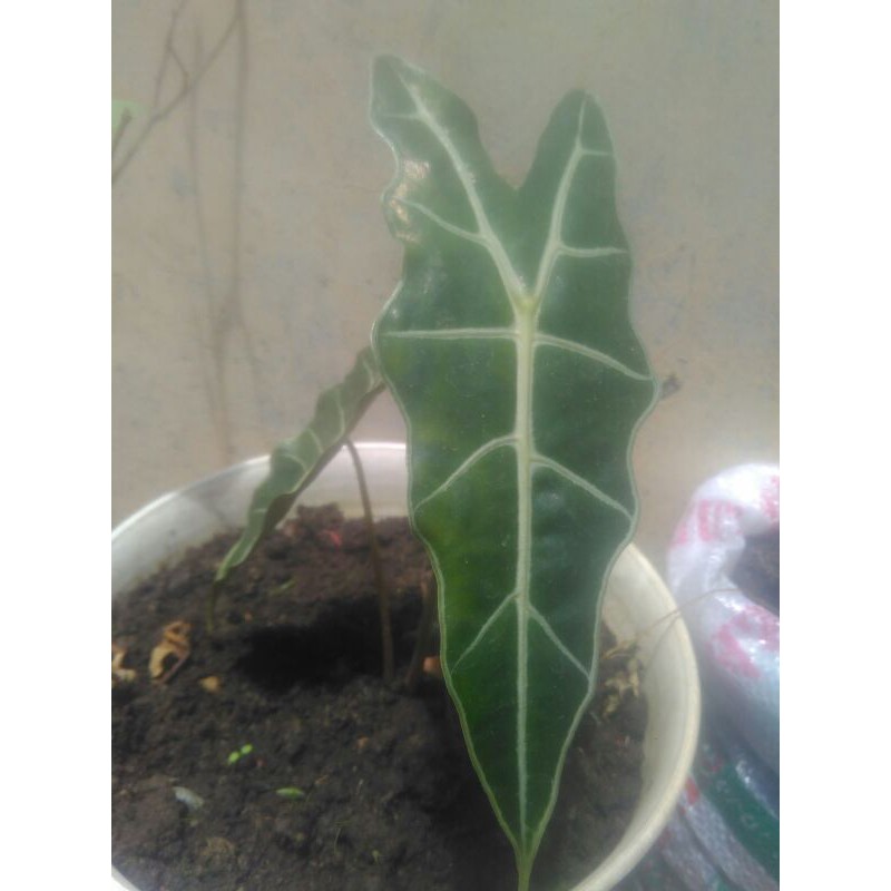 keladi tengkorak , alokasia / tanduk rusa | Shopee Indonesia