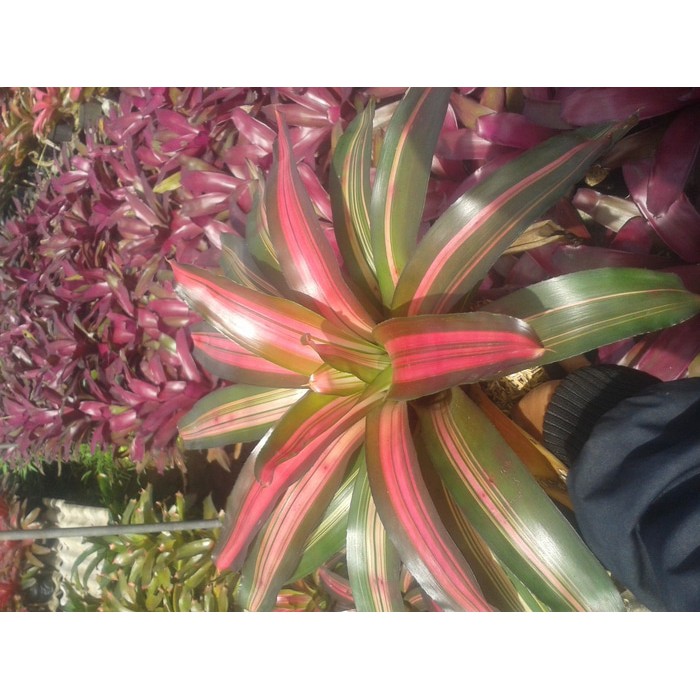 jual pohon bromelia harga murah | Shopee Indonesia