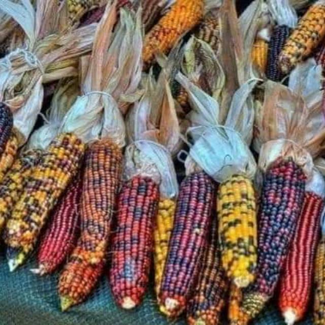 Kami jual aneka jenis benih jagung, ada jagung lokal hingga jagung impor, jagung pulut, jagung manis, dan aneka jagung unik, harga murah. Jual Benih Jagung Hitam Dan Pelangi Indonesia Shopee Indonesia